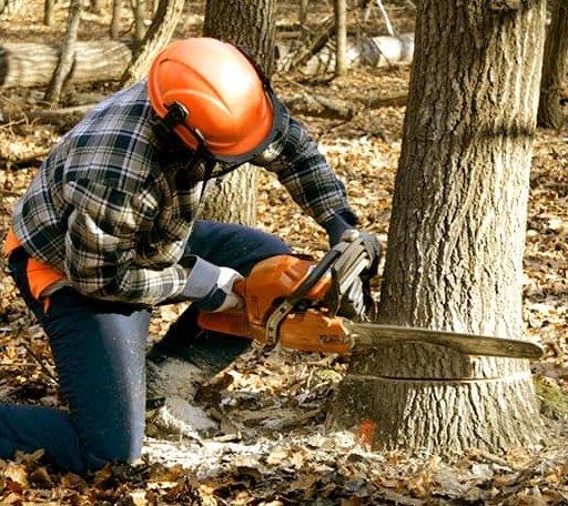 Tree Removal in Red Oak, GA